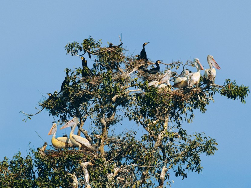 Prek Toal Community-Based Ecotourism Site